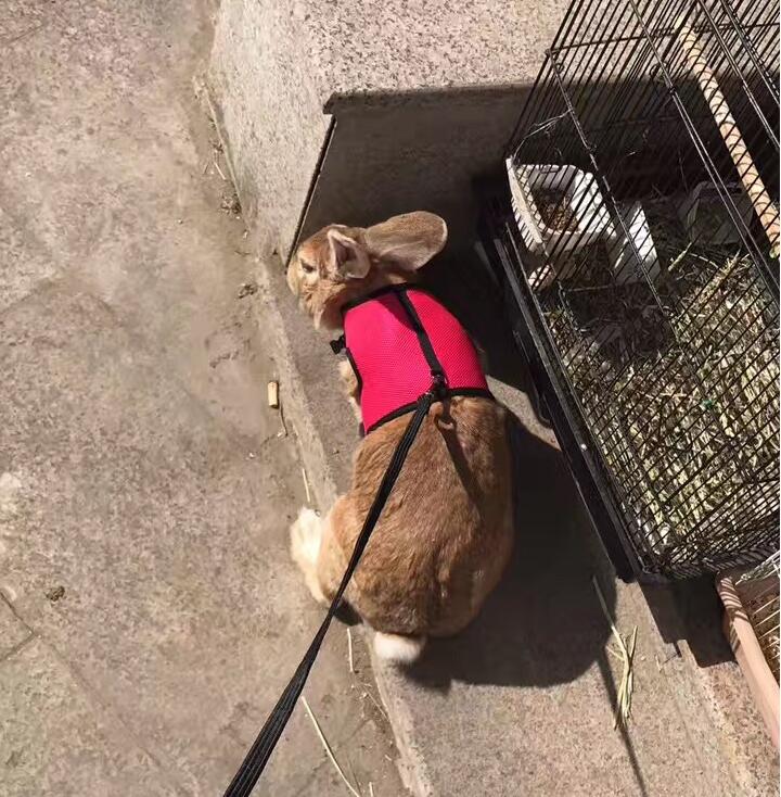 Adjustable Pet Leash For Small Pets