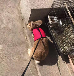Adjustable Pet Leash For Small Pets