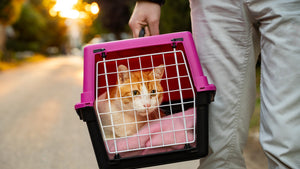 Comfortable Travel With Pet Carriers