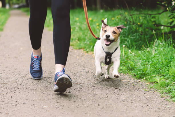 Safe Adventures With Pet Leashes